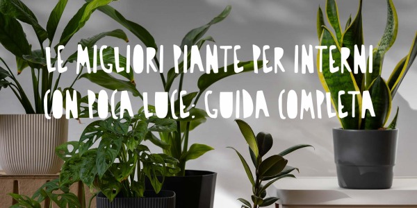 Le migliori piante per interni con poca luce: guida completa
